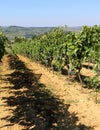 Vineyard with grapes in the countryside in late summer Royalty Free Stock Photo