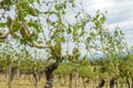 Vineyard and grapes damaged and crop destroyed after severe stor