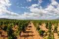 Vineyard grapes field