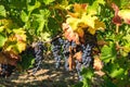 Vineyard Grapes Hanging In Late Harvesting Season Autumn