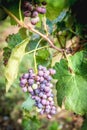 Vineyard grapes hanging in late harvesting season