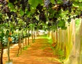 Vineyard , Grapes Harvest