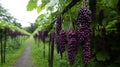 Vineyard Grapes Rain Lush Green Rows Farming Royalty Free Stock Photo
