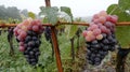 Vineyard Grapes Rain Misty Autumn Harvest Royalty Free Stock Photo