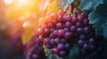Vineyard grapes rain sunlight harvest autumn (1 Royalty Free Stock Photo