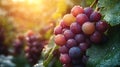 Vineyard grapes rain sunlight harvest autumn Royalty Free Stock Photo