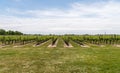 Vineyard of grapes, rows, grass