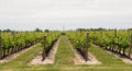 Vineyard of grapes, rows, grass