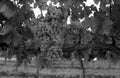 vineyard with grapes to make wine, black and white