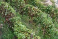 Vineyard Grapes trees