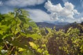 Vineyard grapevine with blue sky and clouds in background