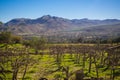 Vineyard when Grapevine flower. Elqui Valley, Andes part of Atacama Desert in the Coquimbo Royalty Free Stock Photo