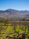 Vineyard when Grapevine flower are transforming into a grape berry. Elqui Valley, Andes part of Atacama Desert in the Coquimbo Royalty Free Stock Photo