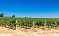 Vineyard with grapevines on a hot summer morning near Paarl, Western Cape South Africa Royalty Free Stock Photo