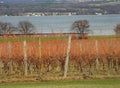 Vineyard Grapevines after harvest in NYS FingerLakes Wine Country Royalty Free Stock Photo