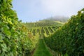 Vineyard with grapevines on a summer morning with blue sky Royalty Free Stock Photo