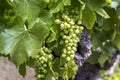 Vineyard green bushes with growing white grape,