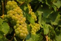 Vineyard green grapes growing in summertime daytime