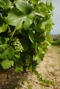 Vineyard with green grapes