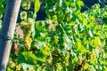 Vineyard with green grapes surrounded by leaves under the sunlight during daytime Royalty Free Stock Photo