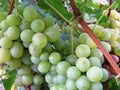 Vineyard, green vine leaves and unripe grapes.