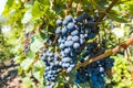 Vineyard with growing red wine grapes, black or purple grapevines Royalty Free Stock Photo