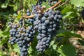 Vineyard with growing red wine grapes, black or purple grapevines Royalty Free Stock Photo