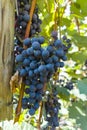 Vineyard with growing red wine grapes, black or purple grapevines Royalty Free Stock Photo