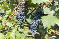 Vineyard with growing red wine grapes, black or purple grapevines Royalty Free Stock Photo