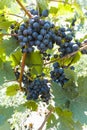 Vineyard with growing red wine grapes, black or purple grapevines Royalty Free Stock Photo