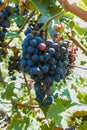 Vineyard with growing red wine grapes, black or purple grapevines Royalty Free Stock Photo