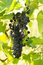 Vineyard with growing red wine grapes, black or purple grapevines Royalty Free Stock Photo