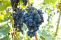 Vineyard with growing red wine grapes, black or purple grapevines Royalty Free Stock Photo