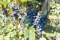 Vineyard with growing red wine grapes, black or purple grapevines Royalty Free Stock Photo