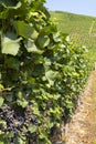 Vineyard with growing red wine grapes, black or purple grapevines Royalty Free Stock Photo