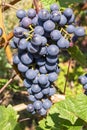 Vineyard with growing red wine grapes, black or purple grapevines Royalty Free Stock Photo