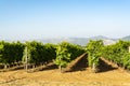 Vineyard with growing red wine grapes in Lazio, Italy Royalty Free Stock Photo