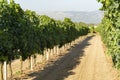 Vineyard with growing red wine grapes in Lazio, Italy Royalty Free Stock Photo