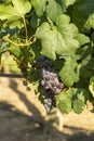 Vineyard with growing red wine grapes in Lazio, Italy Royalty Free Stock Photo