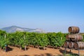 Vineyard with growing red wine grapes in Lazio, Italy Royalty Free Stock Photo