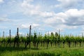 Vineyard growing rows in the springtime on island Reichenau in Germany. Metal poles and wires as support form growing bushes.