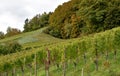 A vineyard growing on a sunny slope in town Weinfelden in Switzerland.