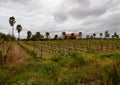 Vineyard in Guadalupe Valley