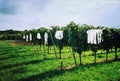 Vineyard with hanging insect traps under a cloudy sky