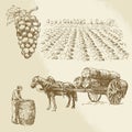 Vineyard, harvest, farm