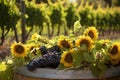 vineyard harvest, with grape vines and sunflowers in the background