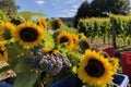 vineyard harvest, with grape vines and sunflowers in the background