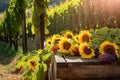 vineyard harvest, with grape vines and sunflowers in the background