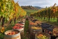 vineyard during harvest season, with rows of grape vines and baskets of fruit in the foreground Royalty Free Stock Photo