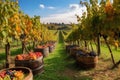 vineyard during harvest season, with rows of grape vines and baskets of fruit in the foreground Royalty Free Stock Photo